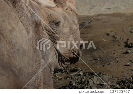 Black rhino (zoo) 137535767