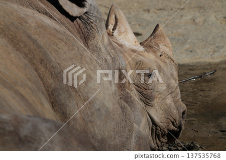 Black rhino (zoo) 137535768