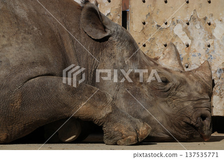 Black rhino (zoo) 137535771