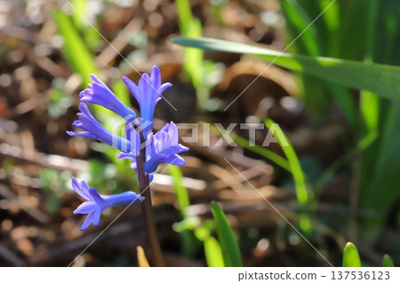 早春時節,田裡盛開著藍紫色的羅馬風信子花。 早春時節,田裡盛開著藍紫色的羅馬風信子花。 137536123