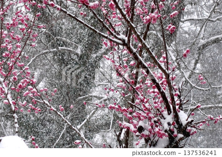 Cold snowy scenery in early spring 137536241