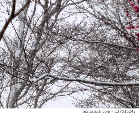 Cold snowy scenery in early spring 137536242