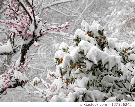 Cold snowy scenery in early spring Cold snowy scenery in early spring 137536243