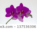 Purple Phalaenopsis Orchid. 137536306