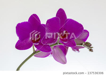 Purple Phalaenopsis Orchid. 137536306