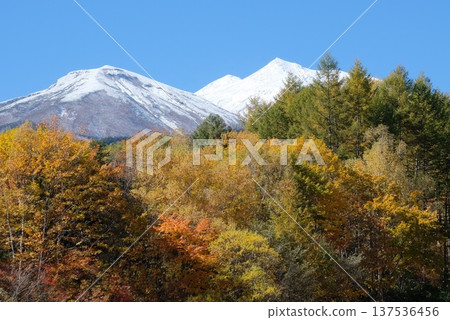 秋葉與雪山－秋季向初冬的過渡 137536456