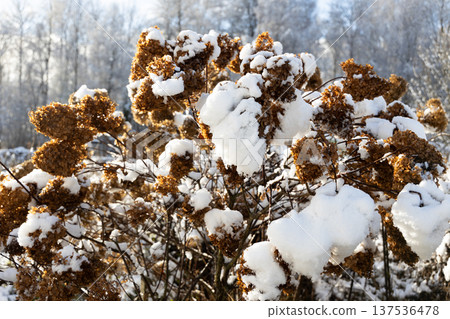 The withered inflorescences of a hydrangea are covered with snow. The withered inflorescences of a hydrangea are covered with snow. 137536478