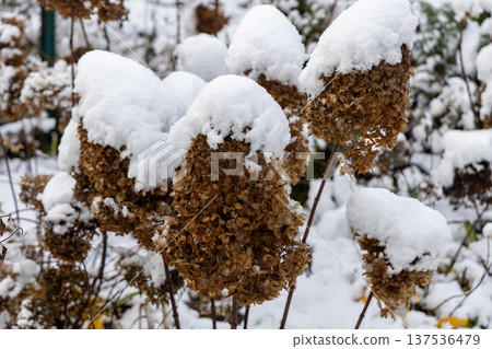 The withered inflorescences of a hydrangea are covered with snow. The withered inflorescences of a hydrangea are covered with snow. 137536479