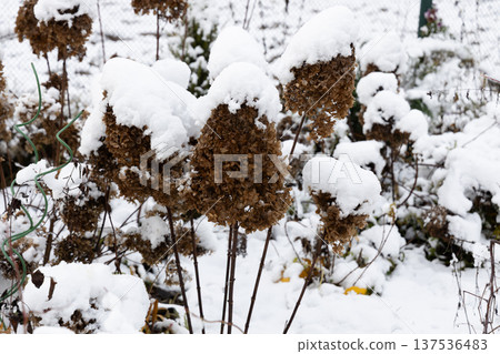 The withered inflorescences of a hydrangea are covered with snow. The withered inflorescences of a hydrangea are covered with snow. 137536483