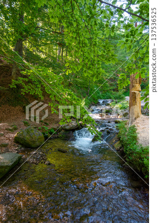 landscape with forest and a mountain river in front. beautiful nature scenery near the shypit waterfall in summer. peaceful outdoor environment in carpathians. wonderful place for relaxation landscape with forest and a mountain river in front. beautiful nature scenery near the shypit waterfall in summer. peaceful outdoor environment in carpathians. wonderful place for relaxation 137536525