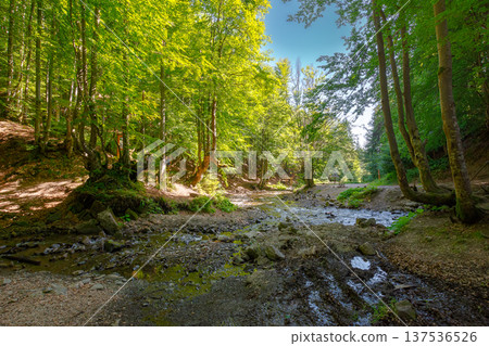 landscape with forest and a mountain river in front. beautiful nature scenery near the shypit waterfall in summer. peaceful outdoor environment in carpathians. wonderful place for relaxation landscape with forest and a mountain river in front. beautiful nature scenery near the shypit waterfall in summer. peaceful outdoor environment in carpathians. wonderful place for relaxation 137536526