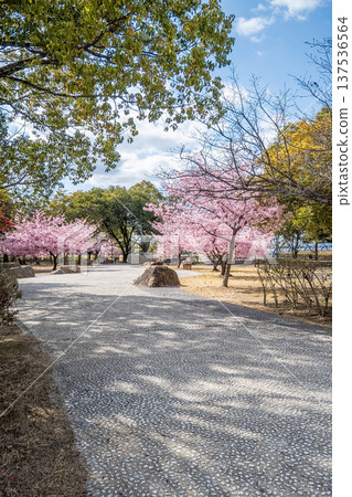 Okayama Prefecture (March) [Tourist Spot] Cherry Blossom Viewing in a Park with a Lake and Full Bloom 137536564