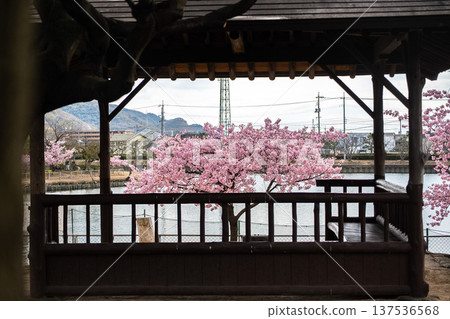 Okayama Prefecture (March) [Tourist Spot] Cherry Blossom Viewing in a Park with a Lake and Full Bloom 137536568
