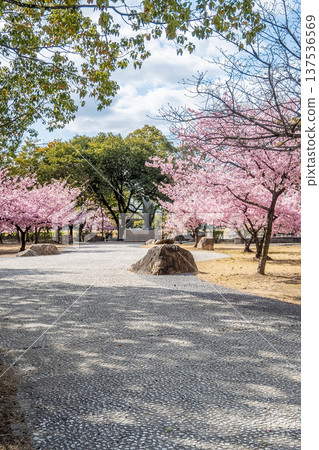 岡山縣(3月)【旅遊景點】湖畔公園賞櫻,櫻花盛開 岡山縣(3月)【旅遊景點】湖畔公園賞櫻,櫻花盛開 137536569