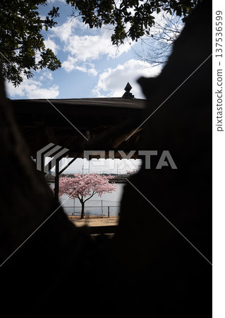 Okayama Prefecture (March) [Tourist Spot] Cherry Blossom Viewing in a Park with a Lake and Full Bloom 137536599
