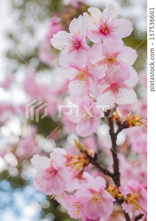 Okayama Prefecture (March) [Tourist Spot] Cherry Blossom Viewing in a Park with a Lake and Full Bloom 137536601