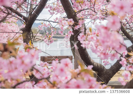 岡山縣（3月）【旅遊景點】湖畔公園賞櫻，櫻花盛開 137536608