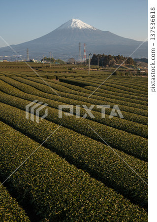茶園和富士山 137536618