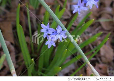 Light blue Roman hyacinth flowers blooming in a field in early spring Light blue Roman hyacinth flowers blooming in a field in early spring 137536686