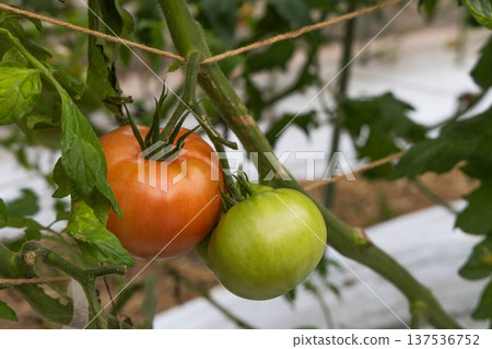Close-up of red and blue tomatoes 137536752