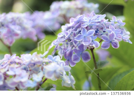 Hase-dera的紫色繡球花 137536936