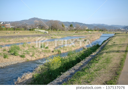 Kamo River and Mt. Daimonji in early spring: A serene landscape of blooming rape blossoms Kamo River and Mt. Daimonji in early spring: A serene landscape of blooming rape blossoms 137537076