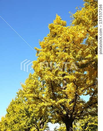Autumn leaves shining in the blue sky Autumn leaves shining in the blue sky 137537166