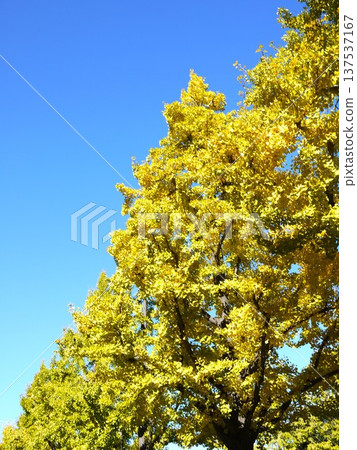 Ginkgo biloba in the blue sky 137537167