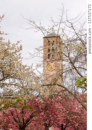 Spring trees in bloom with tower of catholic church Unsere Liebe Frau in background. Wuerzburg, Germany. Vertical composition with copy space 137537173