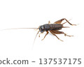 Tambo cricket larvae 137537175