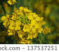 Rape blossoms 137537251