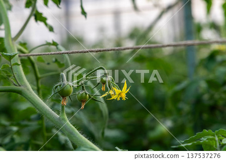 番茄花和小果實的特寫 番茄花和小果實的特寫 137537276