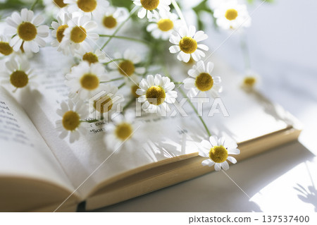 Chamomile flowers and an open book - a natural spring reading image Chamomile flowers and an open book - a natural spring reading image 137537400