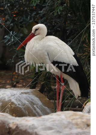 White storks kept at Tennoji Zoo White storks kept at Tennoji Zoo 137537447