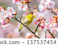 繡眼鳥棲息在盛開的櫻花上 137537454