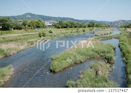 The Kamo River, illuminated by the spring light; a calm riverside scene with budding greenery 137537487