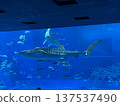 Whale shark swimming gracefully 137537490
