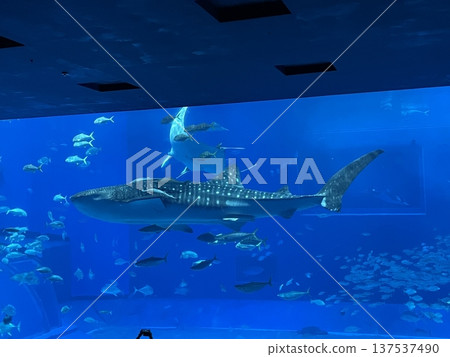 Whale shark swimming gracefully Whale shark swimming gracefully 137537490