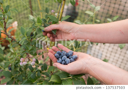 Female hands harvesting ripe blueberries from bush in garden 137537503