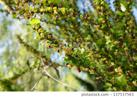 Close-up of springtime blossoms on barberry shrub in sunlight Close-up of springtime blossoms on barberry shrub in sunlight 137537563