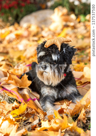 Adorable schnauzer puppy in autumn leaves joyfully embraces fall season 137537580