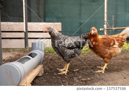 Two hens in a coop: barred rock and rhode island red chickens in farm setting Two hens in a coop: barred rock and rhode island red chickens in farm setting 137537586