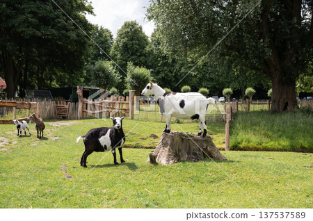 Playful goats in lush green pasture with trees and wooden fences 137537589