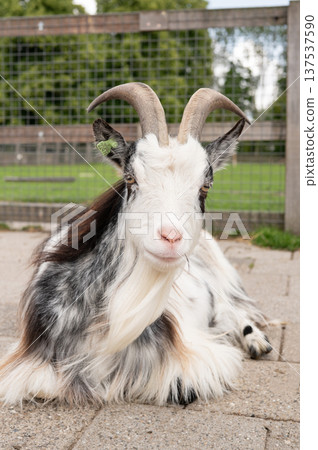Resting goat with curved horns in a fenced pasture 137537590