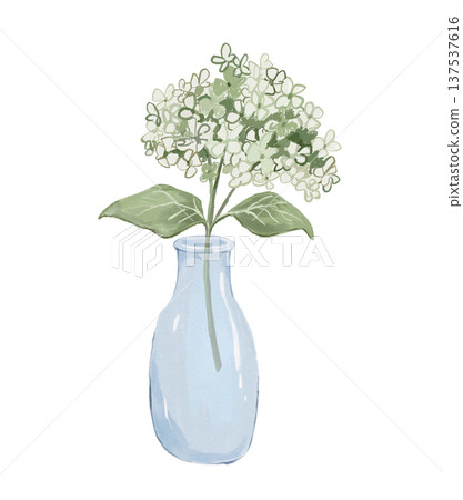 Watercolour glass vase with hydrangea flower, hand drawn isolated illustration Watercolour glass vase with hydrangea flower, hand drawn isolated illustration 137537616