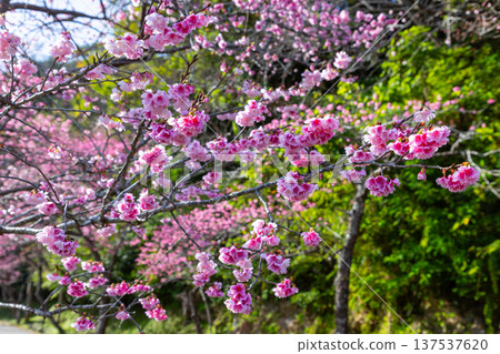 A row of early-blooming Ryukyu Kanhi cherry trees in full bloom at the Motobu Yaedake Cherry Blossom Festival in Motobu Town, Kunigami District, Okinawa Prefecture 137537620