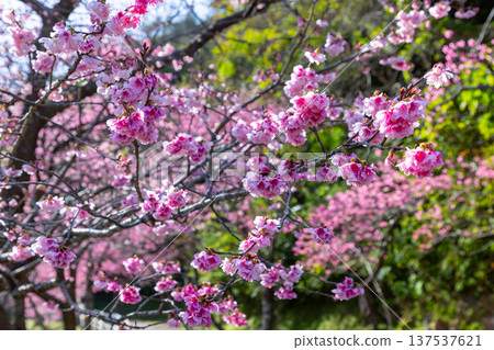A row of early-blooming Ryukyu Kanhi cherry trees in full bloom at the Motobu Yaedake Cherry Blossom Festival in Motobu Town, Kunigami District, Okinawa Prefecture 137537621