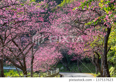 A row of early-blooming Ryukyu Kanhi cherry trees in full bloom at the Motobu Yaedake Cherry Blossom Festival in Motobu Town, Kunigami District, Okinawa Prefecture 137537623