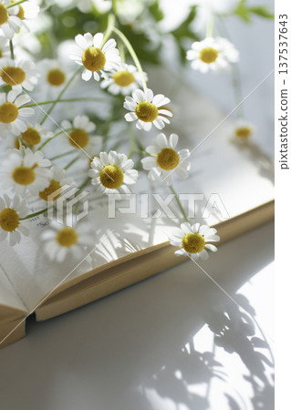 Chamomile flowers and an open book - a natural reading image in the spring sunshine and shadows Chamomile flowers and an open book - a natural reading image in the spring sunshine and shadows 137537643