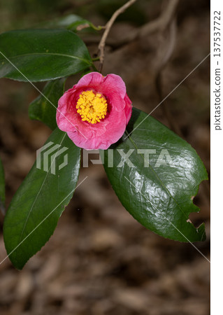 Camellia Camellia 137537722